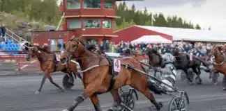 Inför V85 SOLVALLA 30 maj 2026: ”Självklart ska han vara favorit” jackpot mearas malgang 1440x960 jpg
