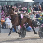 Massimo Hoist struken ur Elitloppet massimo hoist 1440x1047 jpg (1)