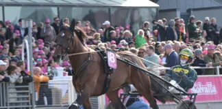 Massimo Hoist struken ur Elitloppet massimo hoist 1440x1047 jpg (1)