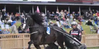 Inför V85 GÄVLE: Mot spets i Dubbelcupens final remlov 1440x1055 jpg (1)