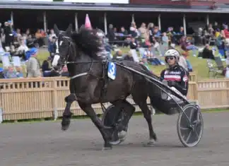 Inför V85 GÄVLE: Mot spets i Dubbelcupens final remlov 1440x1055 jpg (1)