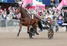Inför V86: Persson tror på Baron Tilly – men varnar för små minusfaktorer baron tilly heat 1440x960 jpg