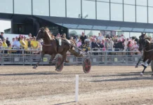 Listor och tider från elitloppshelgen golden boy mal 1440x960 jpg