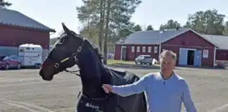 Inför V86: Pihlström högaktuell med formstarka hästar – ”Är mest spänd på Jaguar Godiva” markus pihlstrom jaguar godiva 1440x960 jpg