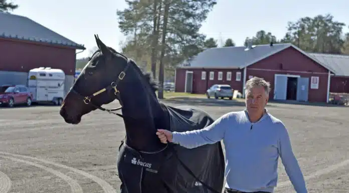 Inför V86: Pihlström högaktuell med formstarka hästar – ”Är mest spänd på Jaguar Godiva” markus pihlstrom jaguar godiva 1440x960 jpg