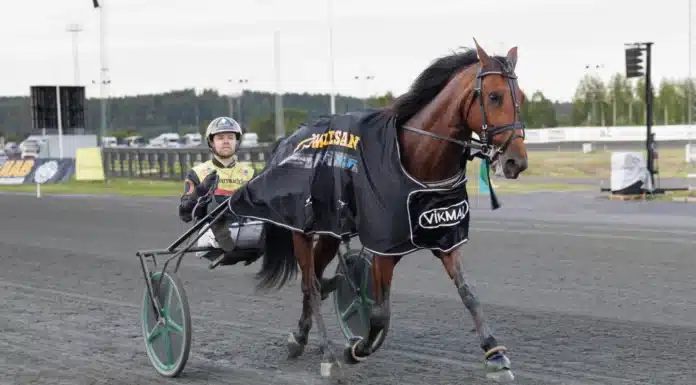 Allsvenska kuskligan: Ny toppvecka för Mats E Djuse ready star segerdef 1440x960 jpg