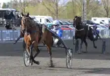 Inför V85 BJERKE: Tillbaka till fosterlandet med hett segerbud tiberius victory mal 1440x883 jpg