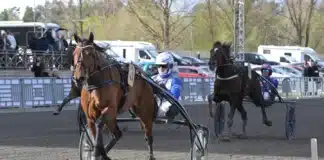 Inför V85 BJERKE: Tillbaka till fosterlandet med hett segerbud tiberius victory mal 1440x883 jpg