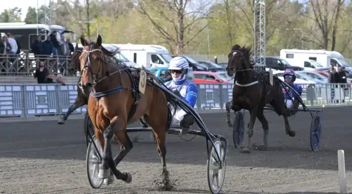 Inför V85 BJERKE: Tillbaka till fosterlandet med hett segerbud tiberius victory mal 1440x883 jpg