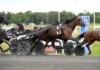 Inför V85 AXEVALLA (söndag): Martinsson har två möjligheter i Stochampionatet dats bella mal 1440x960 jpg