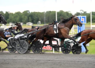 Inför V85 AXEVALLA (söndag): Martinsson har två möjligheter i Stochampionatet dats bella mal 1440x960 jpg