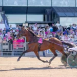 Dream Mine till Menhammar – tar sikte mot Prix d’Amérique dream mine solvalla 2026 1440x960 jpg