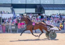 Dream Mine till Menhammar – tar sikte mot Prix d’Amérique dream mine solvalla 2026 1440x960 jpg