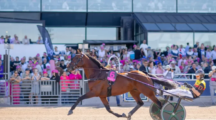 Dream Mine till Menhammar – tar sikte mot Prix d’Amérique dream mine solvalla 2026 1440x960 jpg