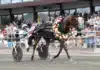 Prestigekampen för fyraåriga ston – så avgörs uttagningarna till Stochampionatet la yuca segerdef 73 1440x1027 jpg