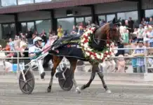 Prestigekampen för fyraåriga ston – så avgörs uttagningarna till Stochampionatet la yuca segerdef 73 1440x1027 jpg