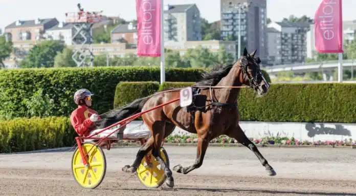 Inför V85 HALMSTAD Torsdag: Mimosa to Martini kan göra om mammas bedrift mimosa to martini heat 2 1440x960 jpg