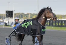 Inför V86: Ny Zargo-show på hemmabanan efter succén i Boden? zargo segerdef boden 1440x960 jpg