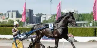 V85 statistik: Spetskoll inför BERGSÅKER b.w. sture heat 2 1440x961 jpg