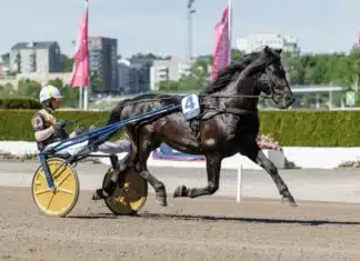 V85 statistik: Spetskoll inför BERGSÅKER b.w. sture heat 2 1440x961 jpg