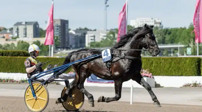 V85 statistik: Spetskoll inför BERGSÅKER b.w. sture heat 2 1440x961 jpg