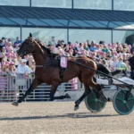 Inför V85 ÖSTERSUND: Världens snabbaste hingst är tillbaka dream mine heat final elitloppet 1440x960 jpg
