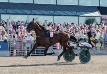 Inför V85 ÖSTERSUND: Världens snabbaste hingst är tillbaka dream mine heat final elitloppet 1440x960 jpg