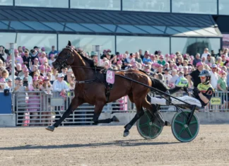 Inför V85 ÖSTERSUND: Världens snabbaste hingst är tillbaka dream mine heat final elitloppet 1440x960 jpg