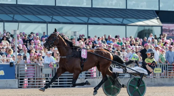 Inför V85 ÖSTERSUND: Världens snabbaste hingst är tillbaka dream mine heat final elitloppet 1440x960 jpg