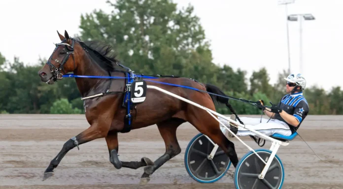 Inför V85 ÅBY: Dalborg har en outsider mud hill 1440x960 jpg