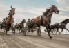 Stallkamrater förväxlades i lopp vinst1 26 jpg