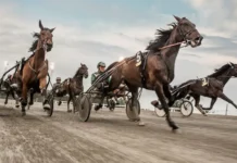Stallkamrater förväxlades i lopp vinst1 26 jpg