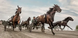 Stallkamrater förväxlades i lopp vinst1 26 jpg