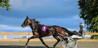 Inför V86: ”Intro är den bästa häst jag har tränat” intro heat 1440x832 jpg