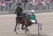 B.W.Rune slutar – för farlig att tävla med b.w.rune ake svanstedt elitloppssondagen 2023 2 1440x1030 jpg