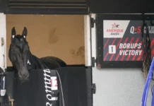 Inför V85 GÄVLE: Nu börjar resan mot Prix d’Amérique borups victory 9082 1440x810 jpg