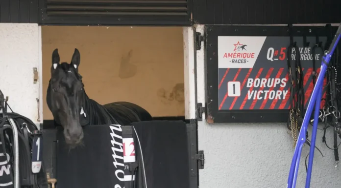 Inför V85 GÄVLE: Nu börjar resan mot Prix d’Amérique borups victory 9082 1440x810 jpg