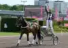 Francesco Zet tackas av på Solvalla daniel reden star upp i vagnen bakom francesco zet 1440x810 jpg