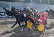 Inför V85 BODEN: Som en ny häst efter kastrationen frank s.h. mal 1440x924 jpg
