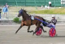 UNIK STATISTIK inför V85 GÄVLE 17 oktober 2026 havana heaven ulf ohlsson 01235 1440x892 jpg