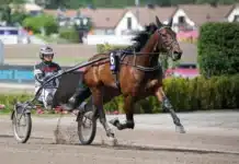 Inför V86: Maria Törnqvist har läge att vinna dubbelt merlin mearas varmning med maria tornqvist 1440x960 jpg