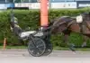 Eftersnack & Resultat V85 SOLVALLA 10 oktober 2026 nanda devi cut mats e djuse segergest 1440x960 jpg