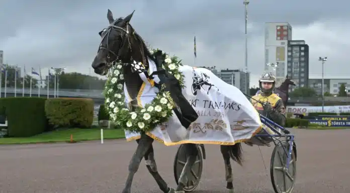 Allsvenska kuskligan: Djuses drömvecka – dominerar på svenska travbanor zeebreeze segerdefilerar 1440x922 jpg